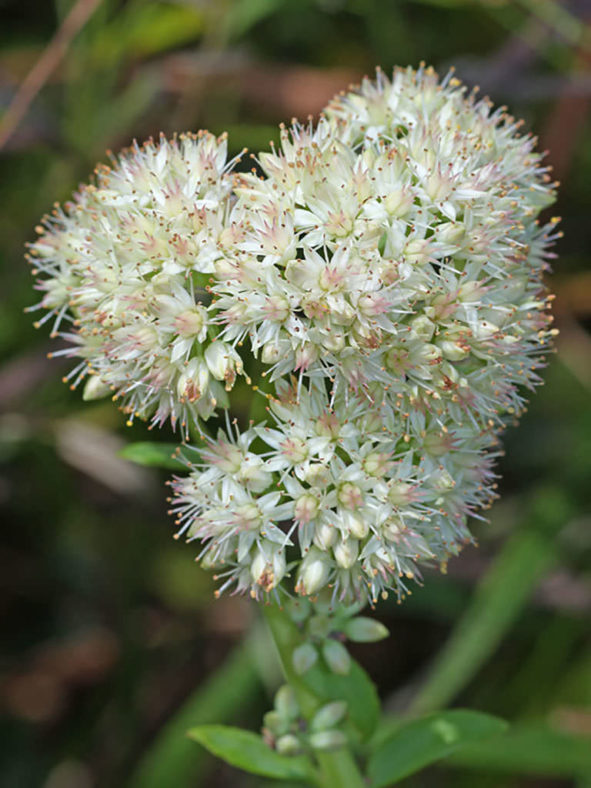 Hylotelephium pallescens aka Sedum pallescens