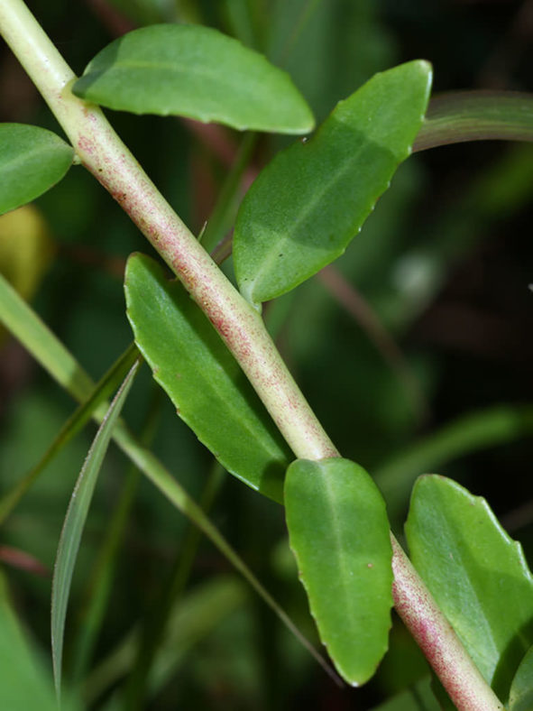 Hylotelephium pallescens aka Sedum pallescens