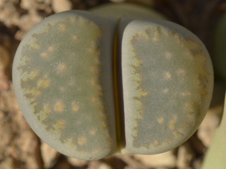 Lithops villetii