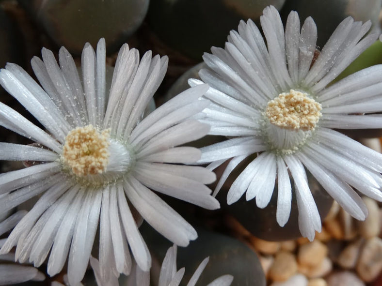 Lithops villetii