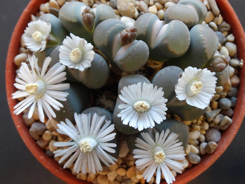 Lithops villetii