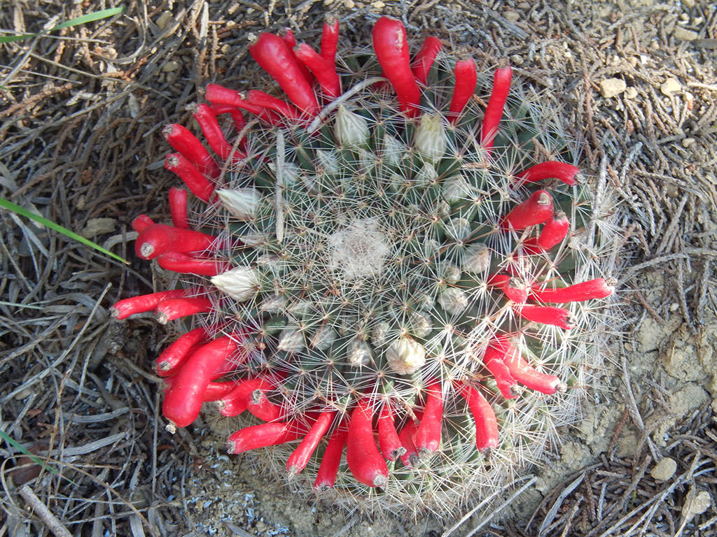 Mammillaria heyderi (Heyder's Pincushion Cactus)