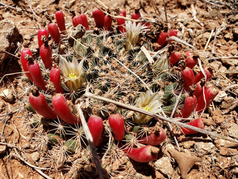 Mammillaria heyderi (Heyder's Pincushion Cactus)