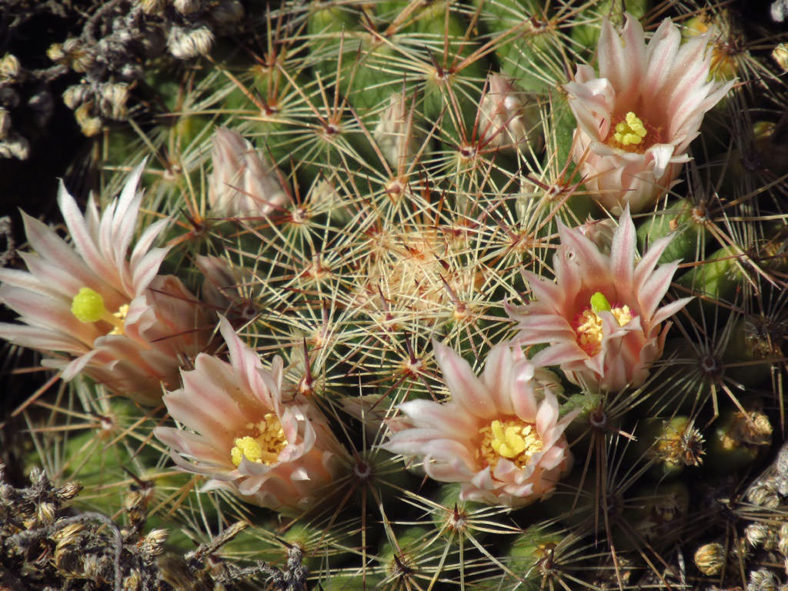 Mammillaria heyderi (Heyder's Pincushion Cactus)