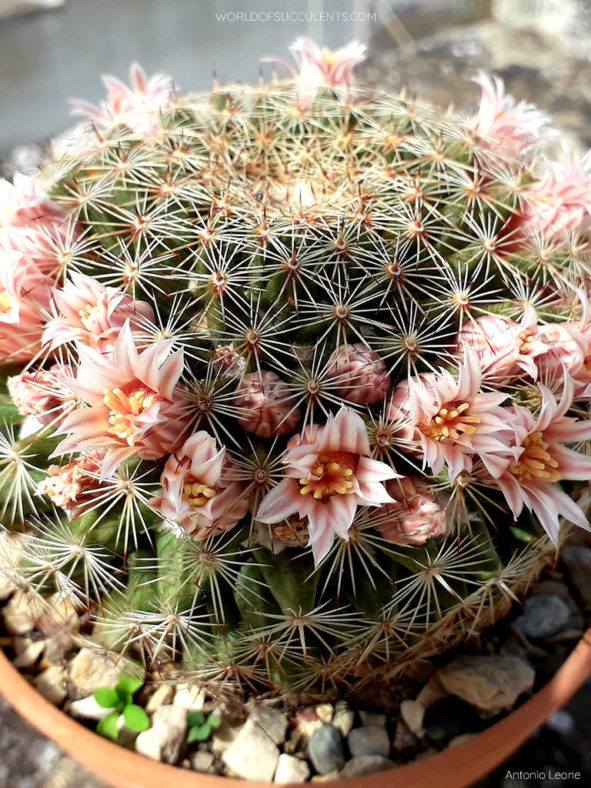 Mammillaria heyderi (Heyder's Pincushion Cactus)