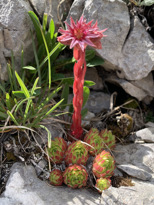 Sempervivum dolomiticum (Dolomite Houseleek)