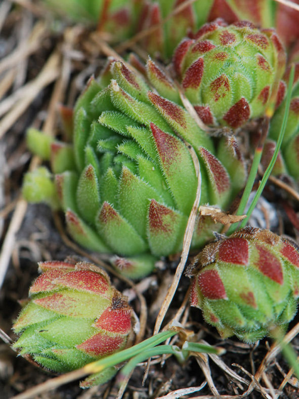 Sempervivum dolomiticum (Dolomite Houseleek)