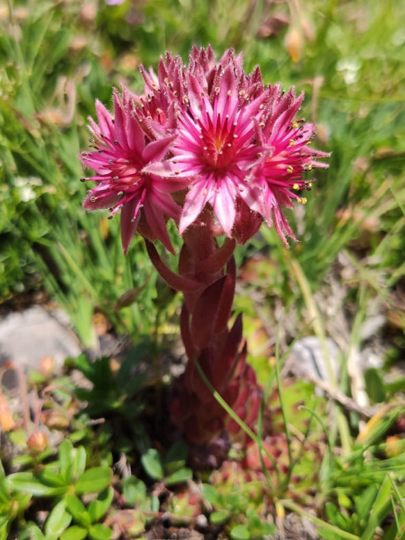 Sempervivum dolomiticum (Dolomite Houseleek)