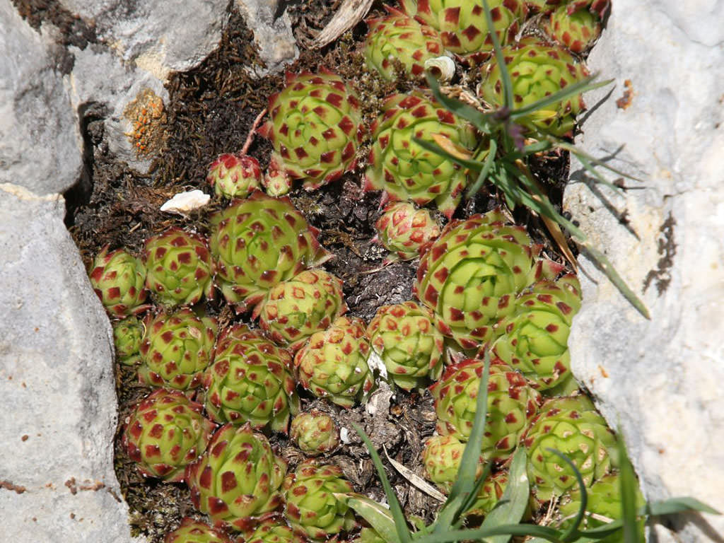 Sempervivum dolomiticum (Dolomite Houseleek)