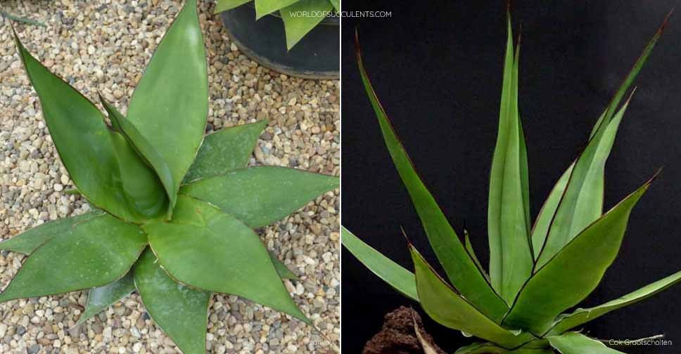 Agave chazaroi - World of Succulents