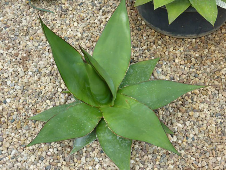 Agave chazaroi. Top view.