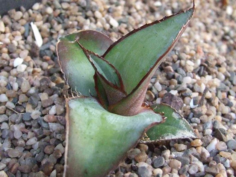 Agave chazaroi. Juvenile plant.