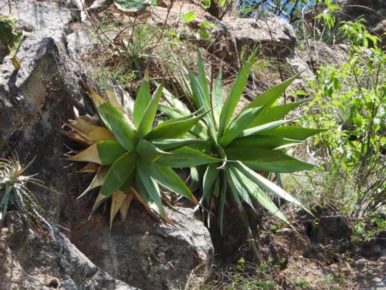 Agave chazaroi. Plants in habitat.