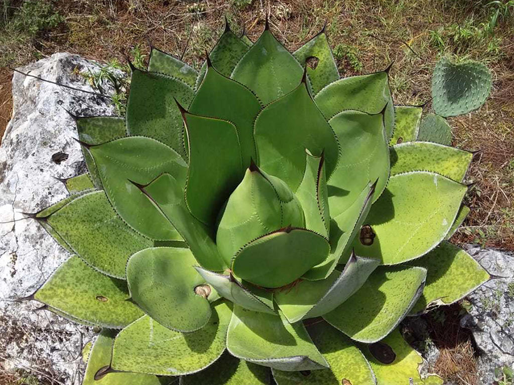 Agave chiapensis. A solitary rosette.
