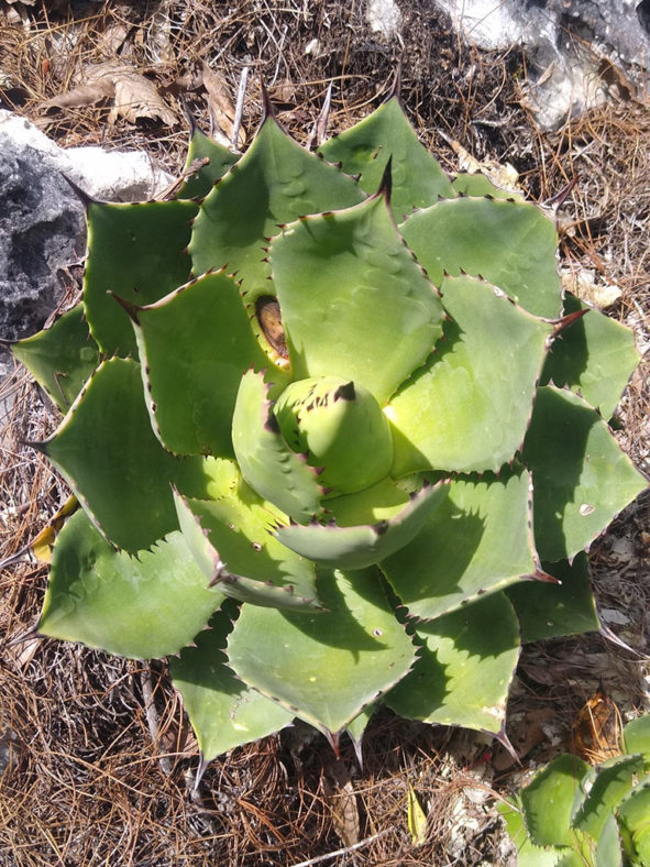 Agave chiapensis. Juvenile plant.