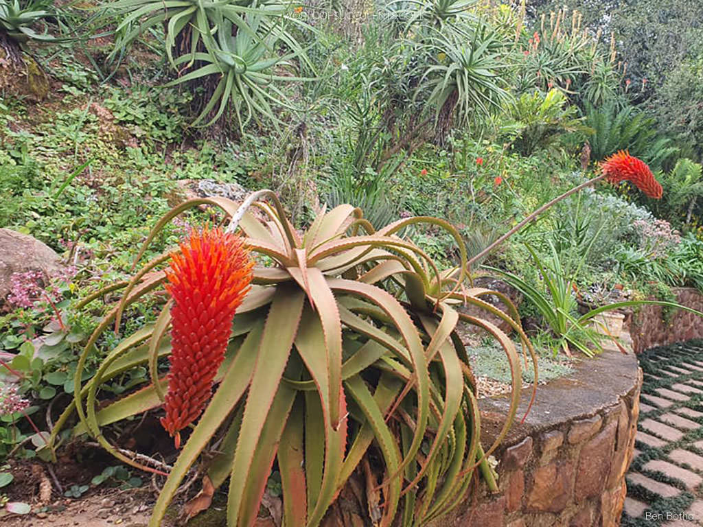 Aloe decurva (Mount Zembe Aloe)