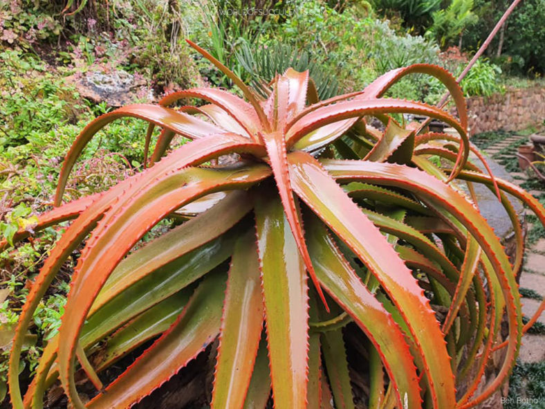 Aloe decurva (Mount Zembe Aloe)