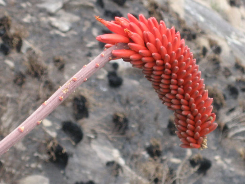 Aloe decurva (Mount Zembe Aloe)