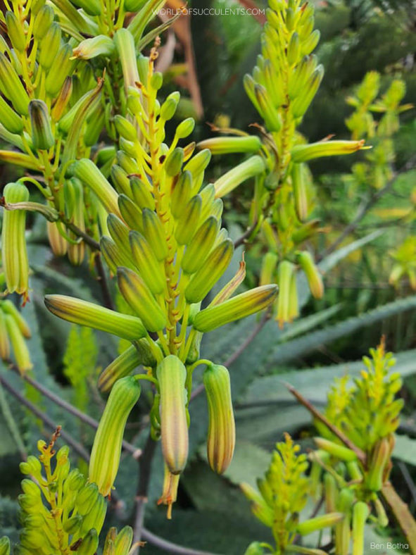 Aloe labworana, commonly known as Labwor Hills Aloe. Close-up of flowers.