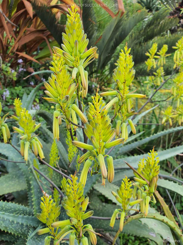 Aloe labworana, commonly known as Labwor Hills Aloe. Racemes.