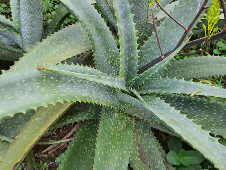 Aloe labworana, commonly known as Labwor Hills Aloe. Close-up of leaves.