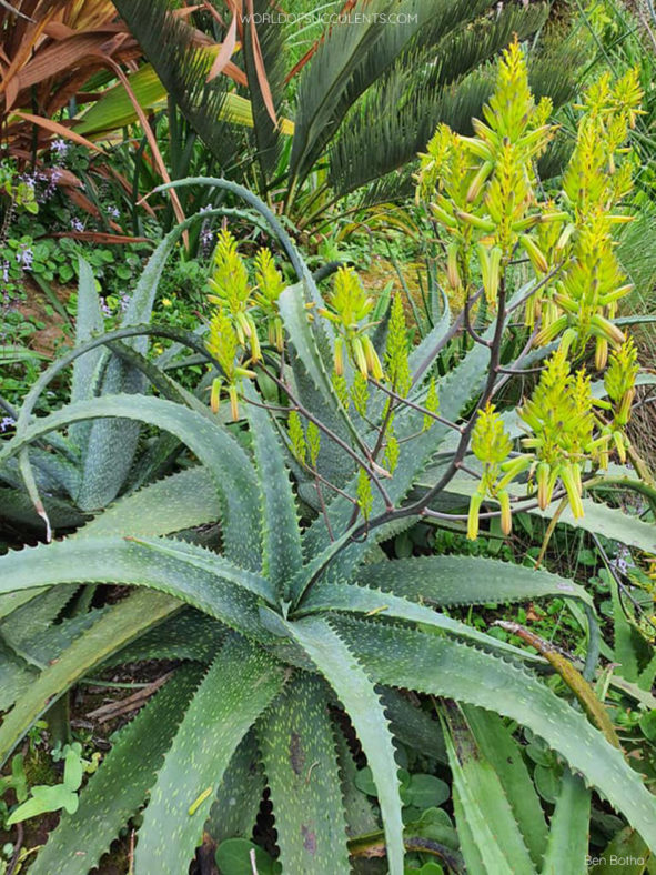 Aloe labworana, commonly known as Labwor Hills Aloe. A plant in bloom.