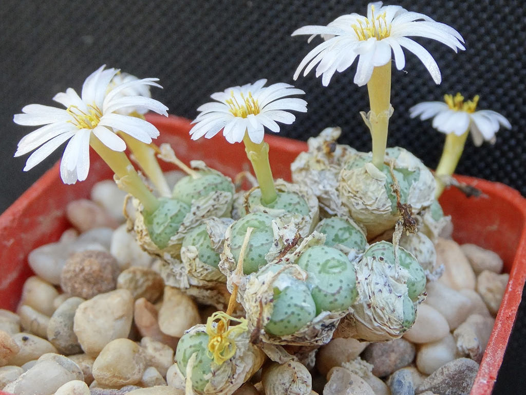 Conophytum fraternum. A small cluster with heads in bloom. 