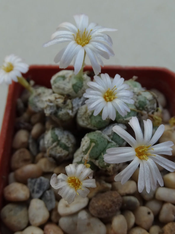 Conophytum fraternum. Top view of a small cluster with heads in bloom.