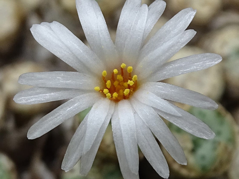 Conophytum fraternum. Close-up of a flower.