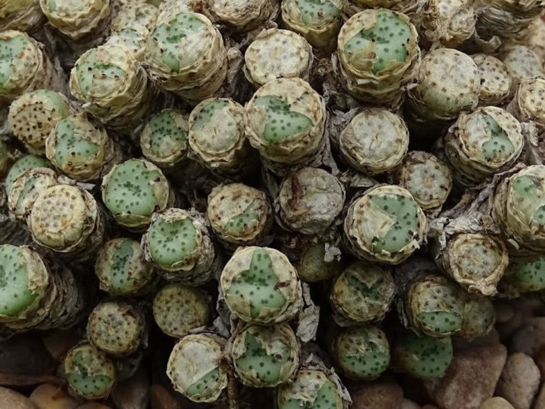 Conophytum fraternum. Top view of a large cluster of heads.