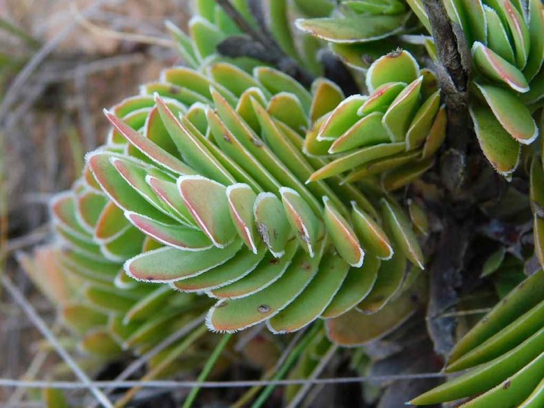 Crassula ciliata (Frill Stonecrop). Leaves.