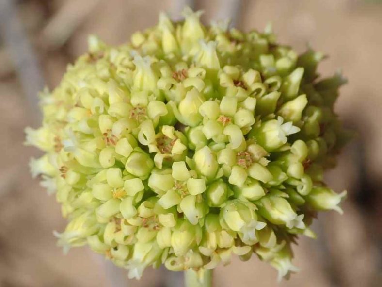 Crassula ciliata (Frill Stonecrop). Flower cluster.