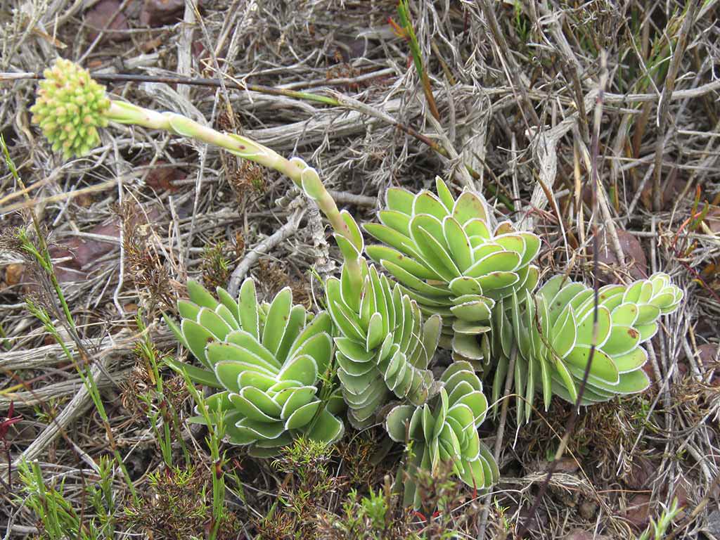 Crassula ciliata (Frill Stonecrop). A plant in bloom. 