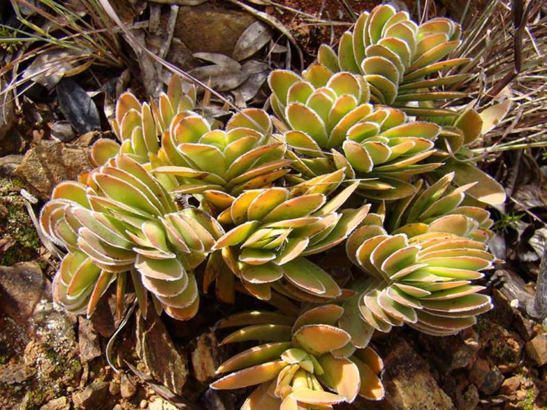 Crassula ciliata (Frill Stonecrop). A plant with leaves stressed by direct sun.