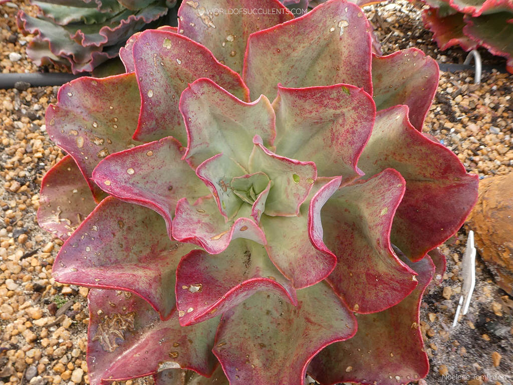 Echeveria 'Kissing'. Summer colors.