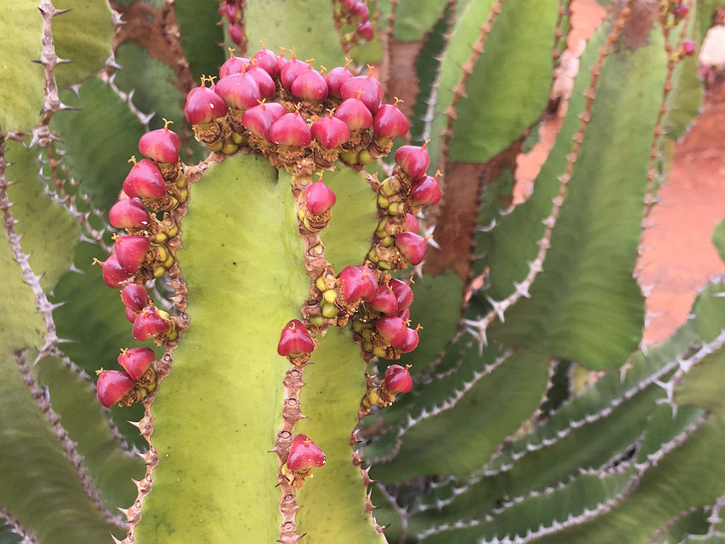 Euphorbia cooperi, commonly known as Bushveld Candelabra Tree. Seed pods.