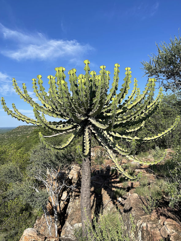 Euphorbia cooperi, commonly known as Bushveld Candelabra Tree. Mature plant.