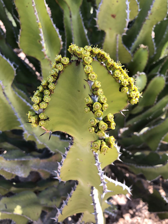 Euphorbia cooperi, commonly known as Bushveld Candelabra Tree. Flowers.