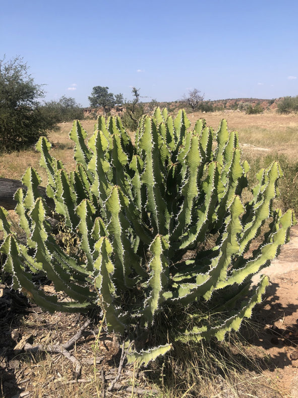 Euphorbia cooperi, commonly known as Bushveld Candelabra Tree. Younger shrub-like plant.