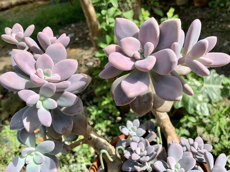 Graptopetalum 'Murasaki'. A potted plant with offsets in the base.