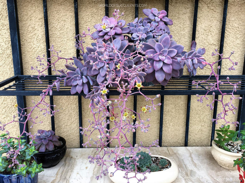 Graptopetalum 'Murasaki'. A three years old plant in bloom.