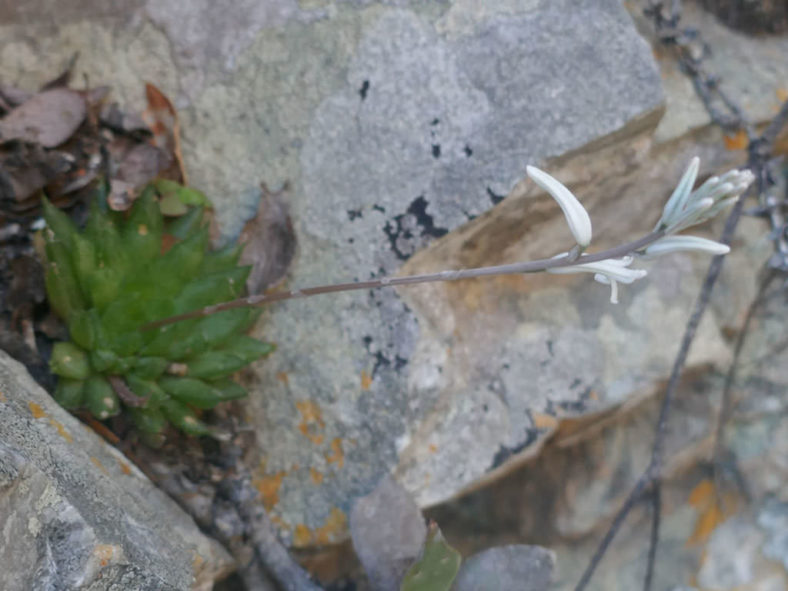 Haworthia decipiens var. minor