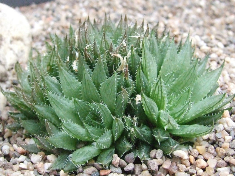 Haworthia decipiens var. minor