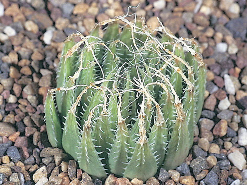 Haworthia decipiens var. minor