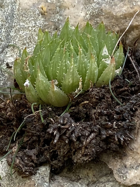 Haworthia decipiens var. minor