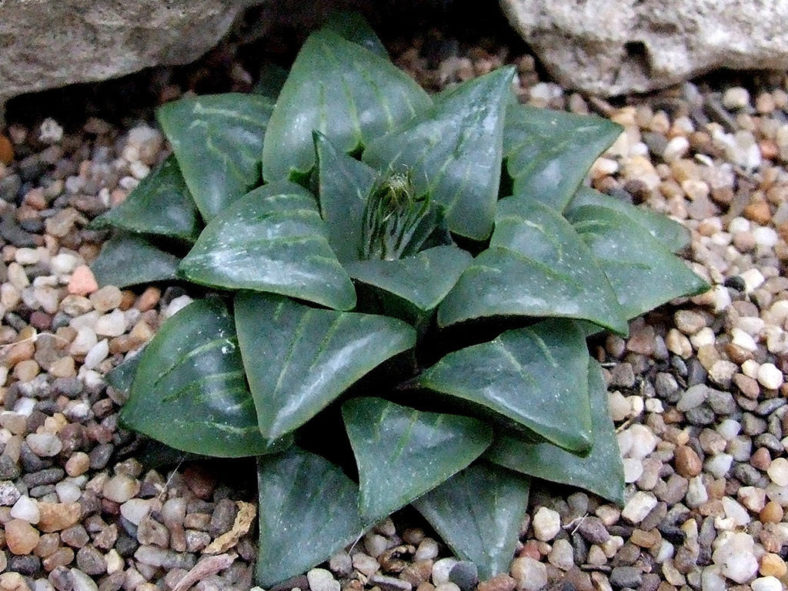 Haworthia retusa var. nigra. A clone from Heidelberg.