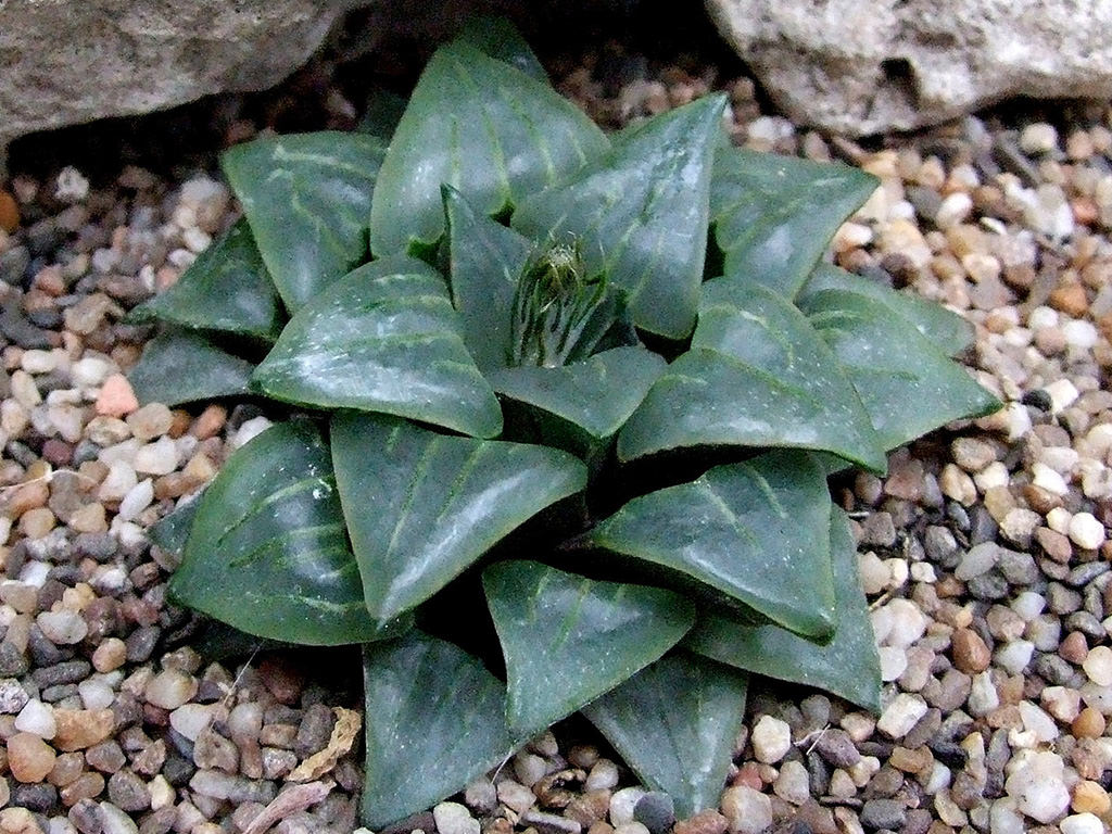 Haworthia retusa var. nigra. A clone from Heidelberg.