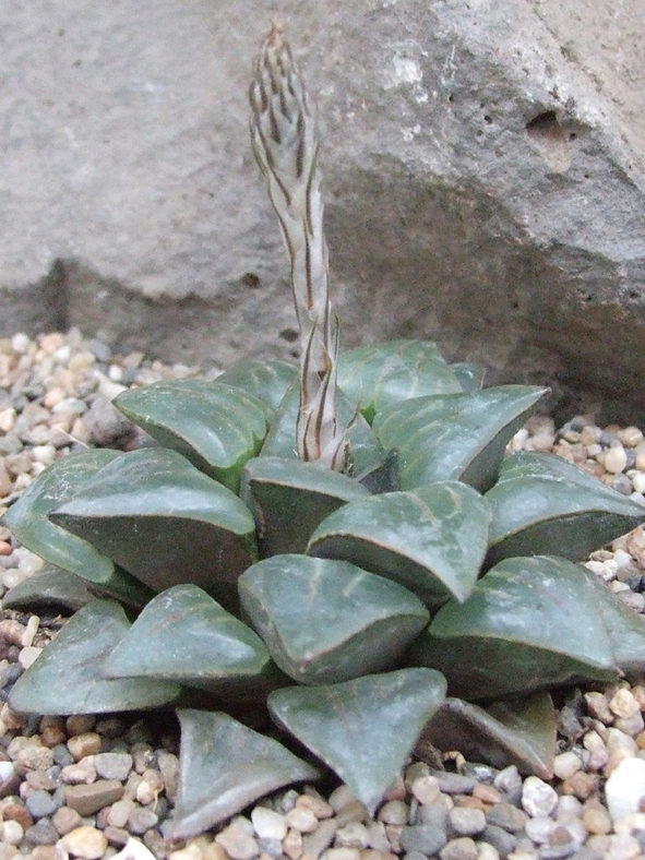 Haworthia retusa var. nigra. A clone from Heidelberg.