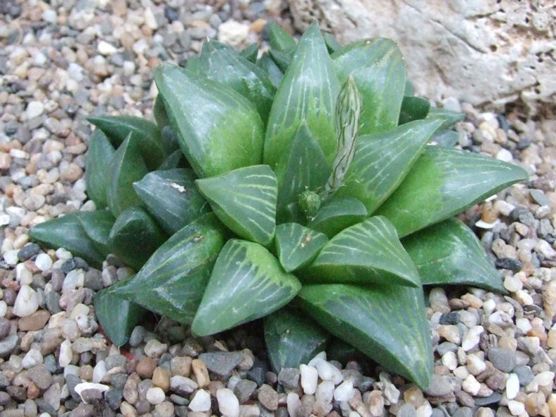 Haworthia retusa var. nigra. A clone from Diepkloof, southeast of Heidelberg.