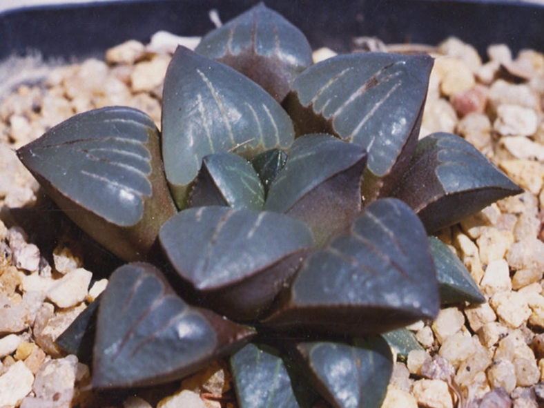 Haworthia retusa var. nigra. A dark clone from Kransriviermond.